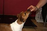 JACK RUSSEL - RECOMPENSE  024